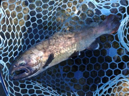 大ヤマメキャッチ！ ～フィシングパーク高島…